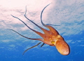   Hawaiian Octopus  